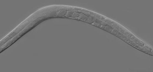 Fonte: https://en.wikipedia.org/wiki/Caenorhabditis_elegans
