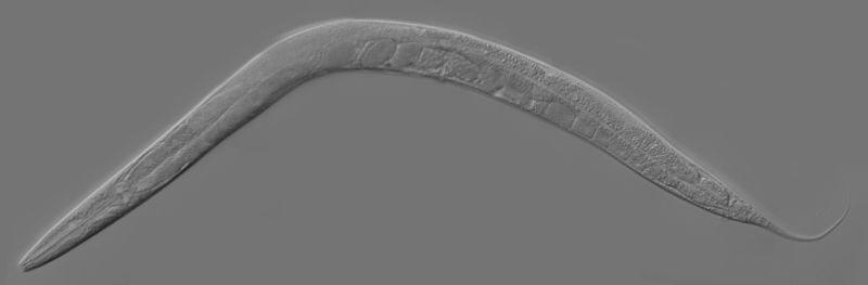 Fonte: https://en.wikipedia.org/wiki/Caenorhabditis_elegans