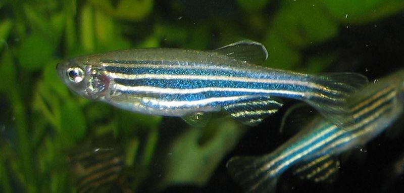 Fonte: https://en.wikipedia.org/wiki/Zebrafish