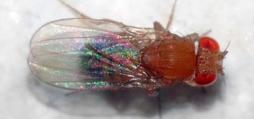 Fonte: https://it.wikipedia.org/wiki/Drosophila_melanogaster
