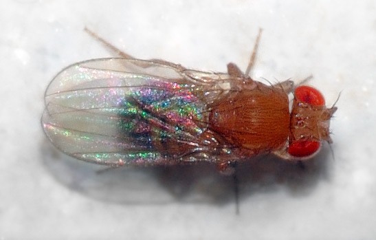 Fonte: https://it.wikipedia.org/wiki/Drosophila_melanogaster