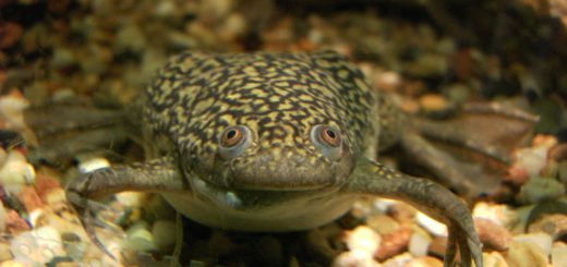 (Fonte: https://it.wikipedia.org/wiki/Xenopus_laevis)