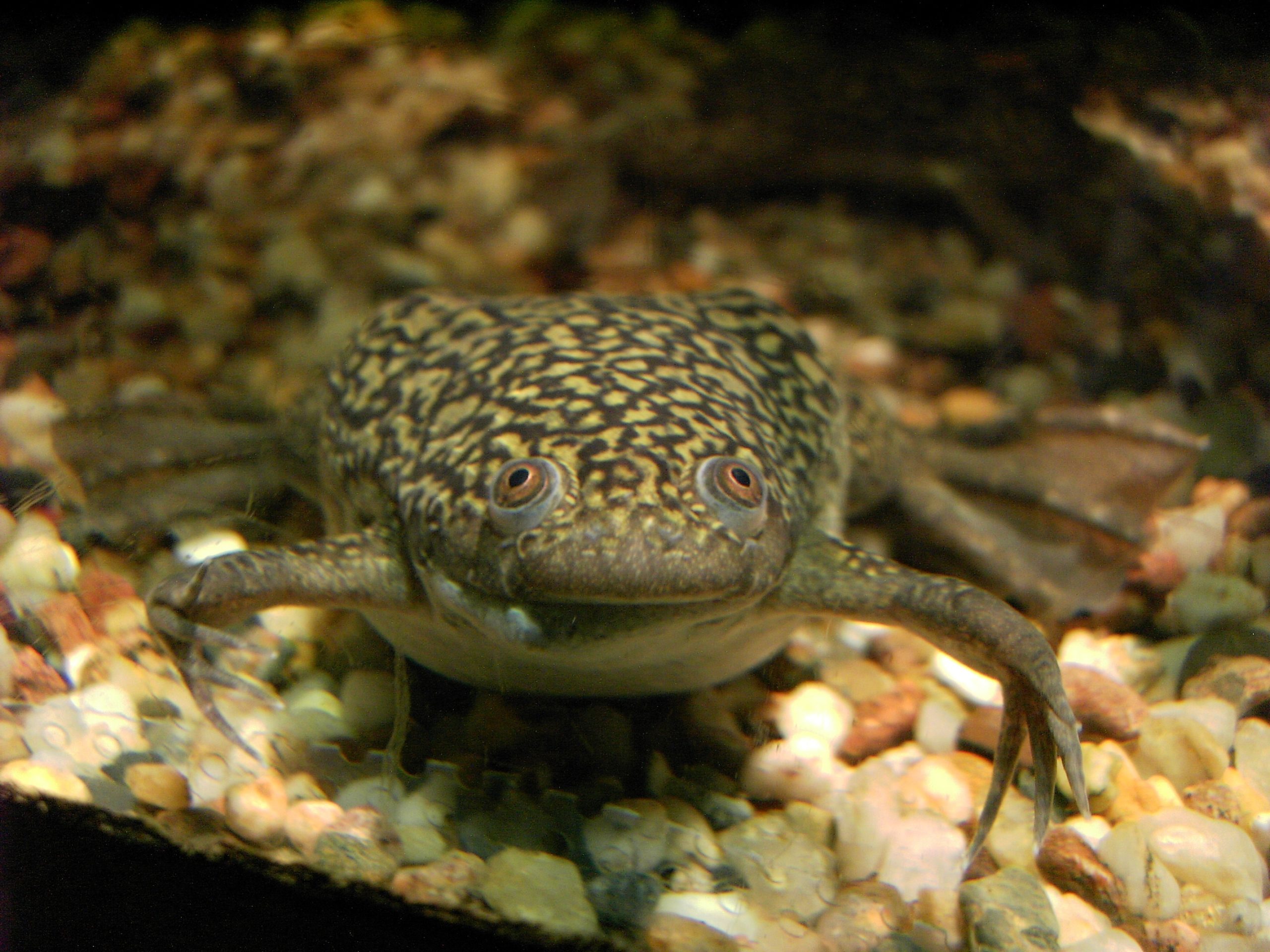 (Fonte: https://it.wikipedia.org/wiki/Xenopus_laevis)